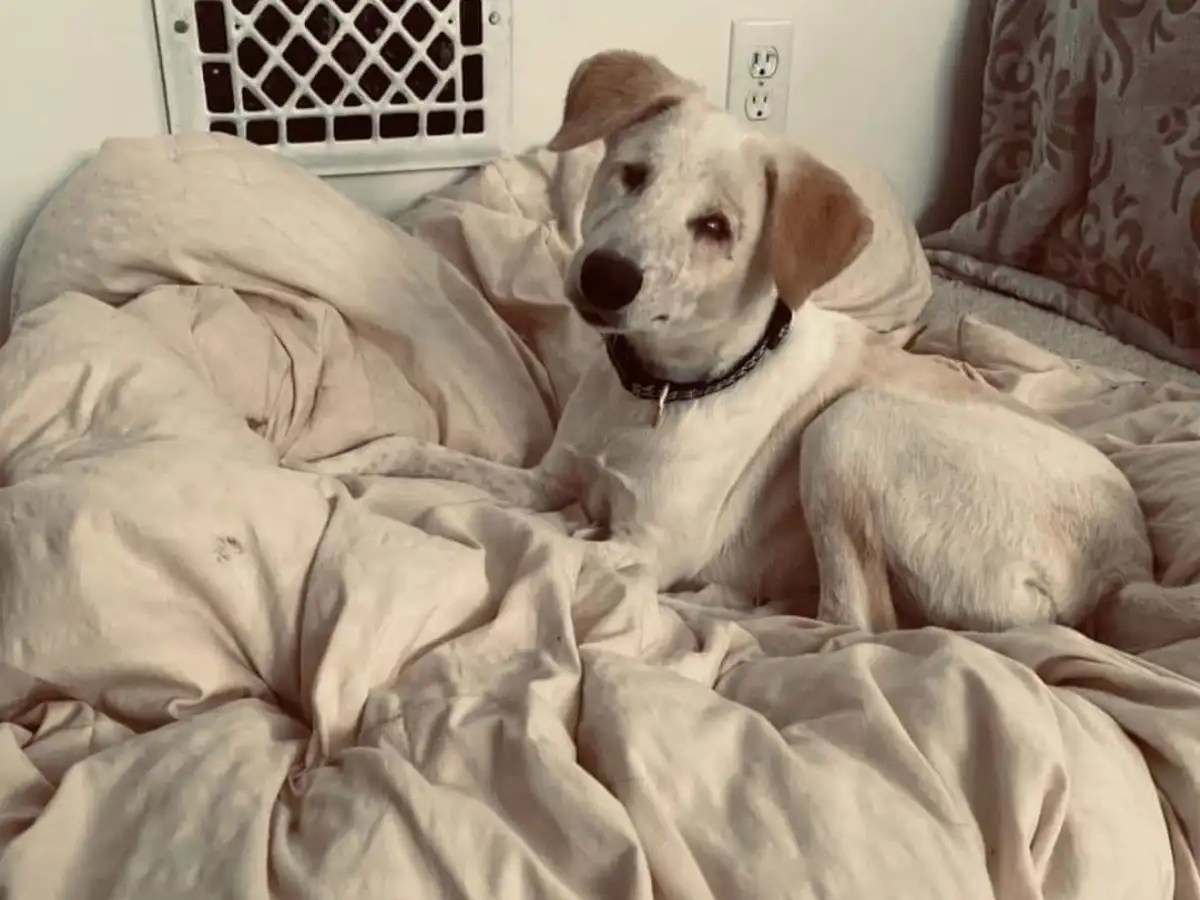 Photos Blind dog from Jhansi gets new home in US