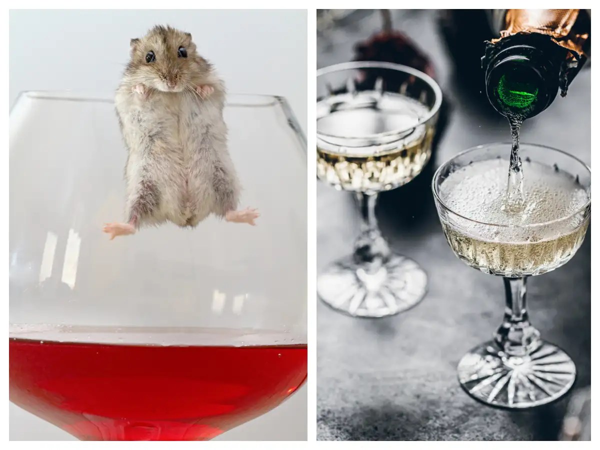 Baby Mice Wine