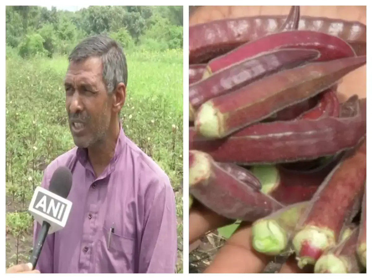 Red Ladyfinger Madhya Pradesh farmer grows red ladyfinger, sells them