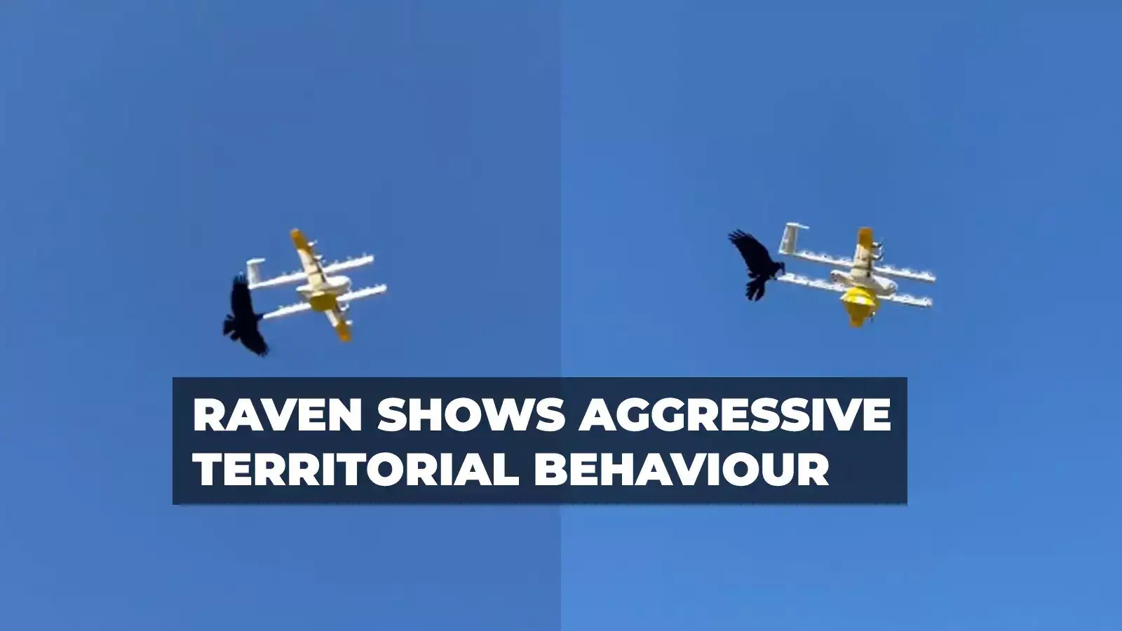 Watch Raven attacks a drone in Australia's Canberra