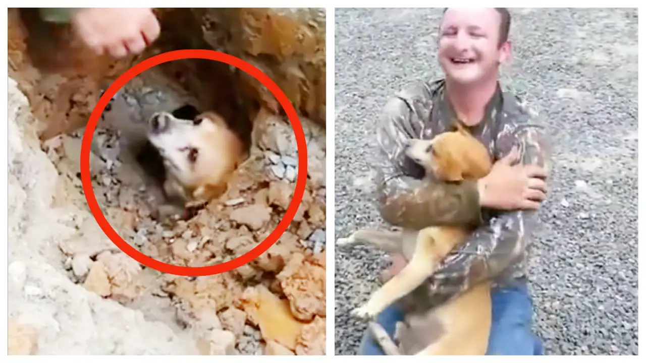 Humanity Man rescues dog buried underground