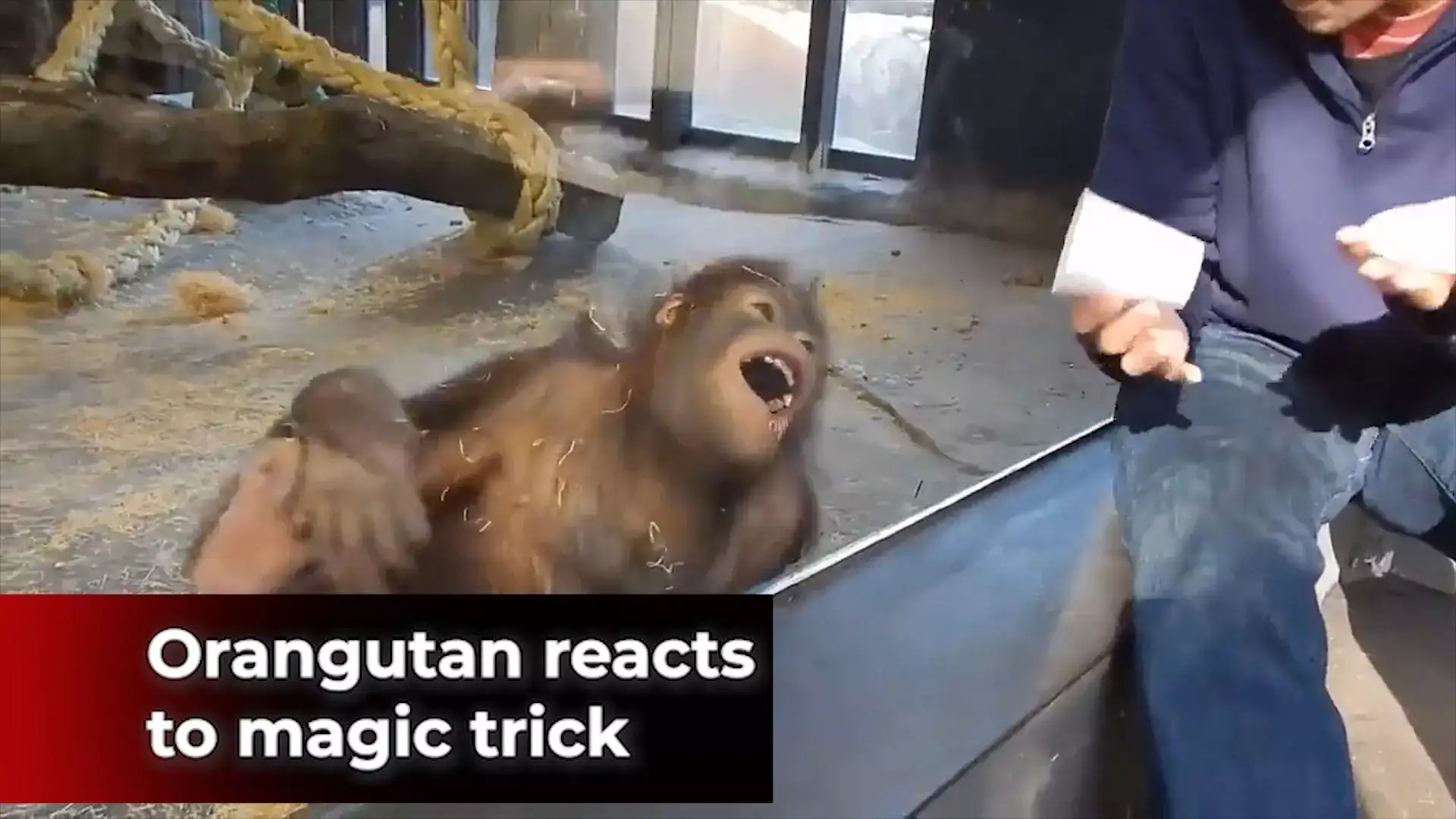 Viral video Watch how an orangutan breaks into laughter on seeing a