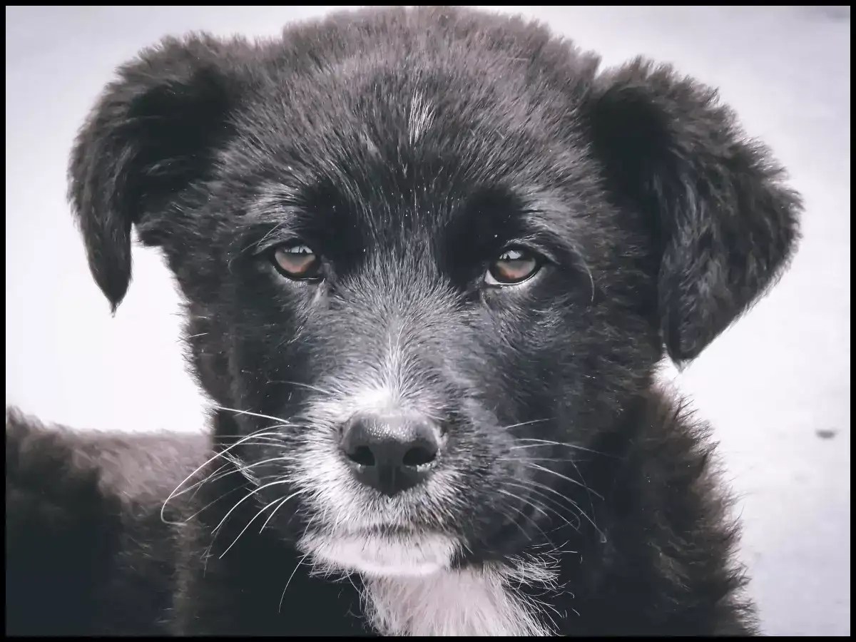 6 facts about stray dogs in India