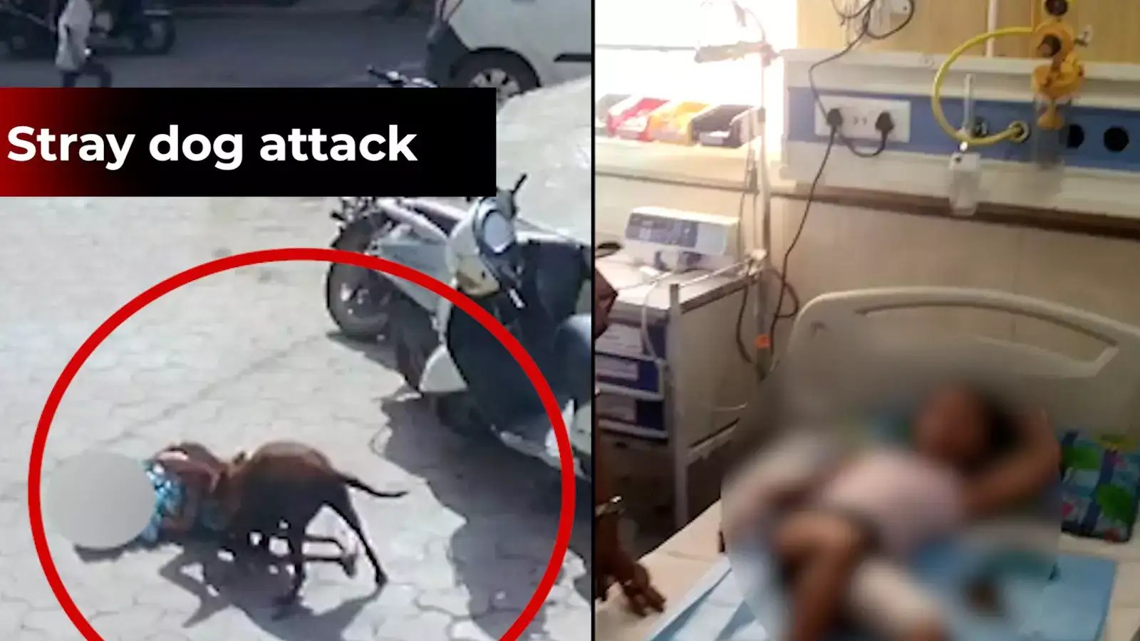 On cam 6yearold girl brutally attacked by a dog in MP’s Vidisha