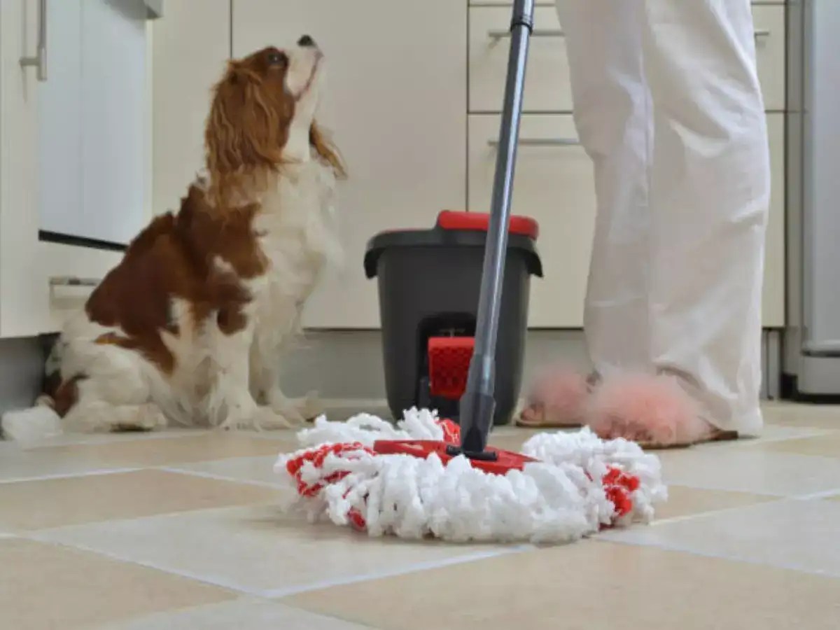 Natural Floor Cleaner Safe For Dogs Home Alqu