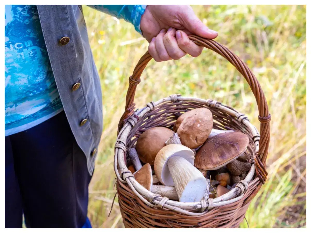 Why foraging for Mushrooms is picking up as a new trend globally