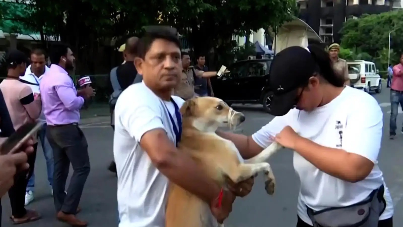Noida’s Twin Towers NGOs engaged in rescuing street dogs ahead of