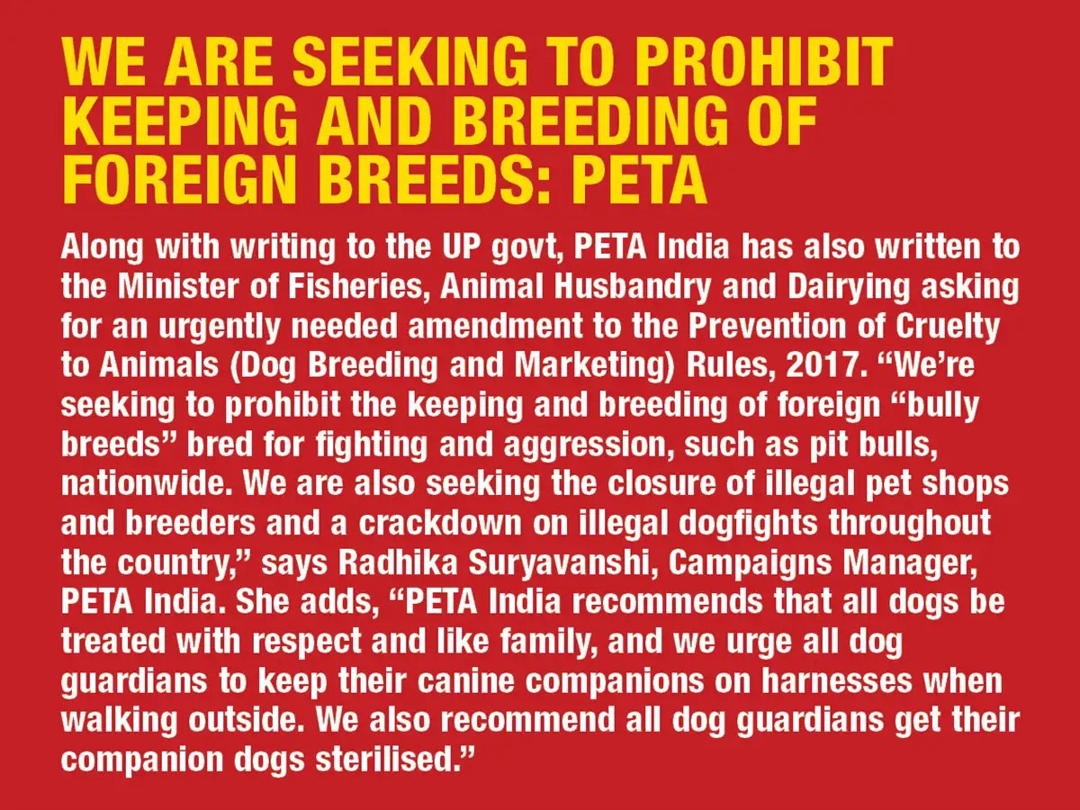 Increase in pit bull attacks, experts say 'stop illegal breeding, train