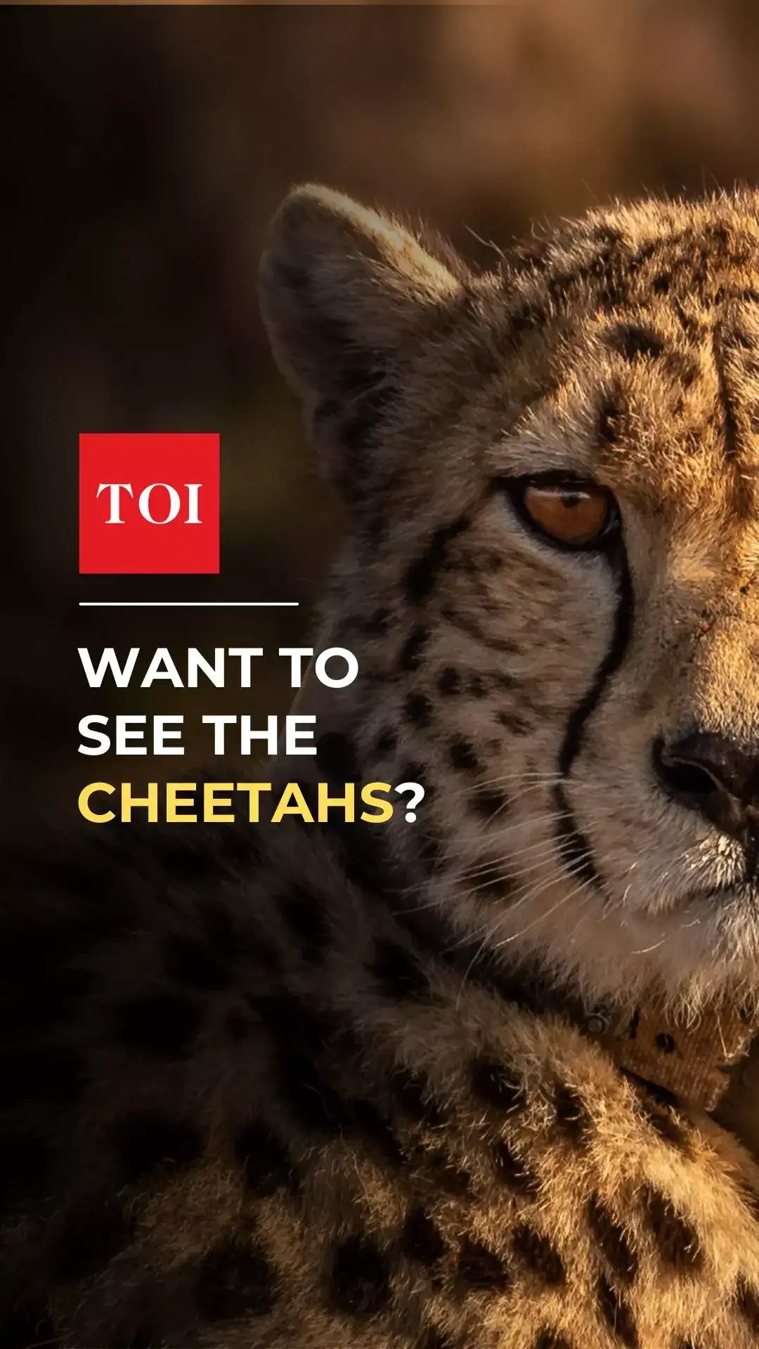 Do you want to be the first to see the cheetahs at Madhya Pradesh's