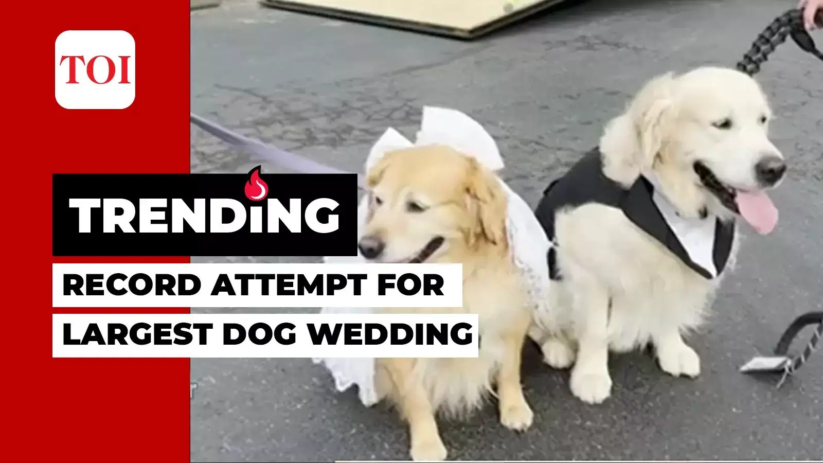World Record attempt for largest dog wedding in US, colorado