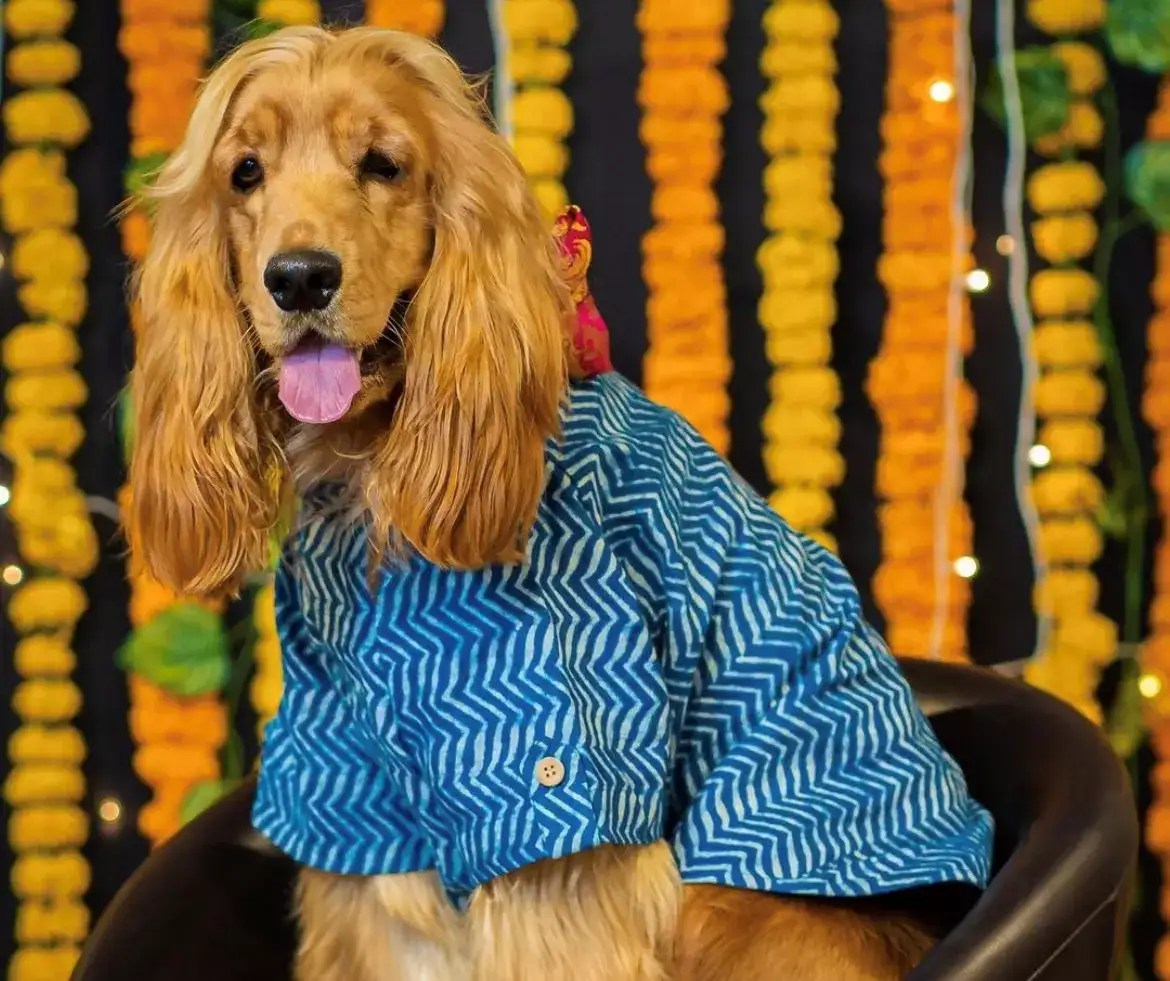 Bandhini kurtas, tuxedos, lehenga cholis Pet apparel industry gets