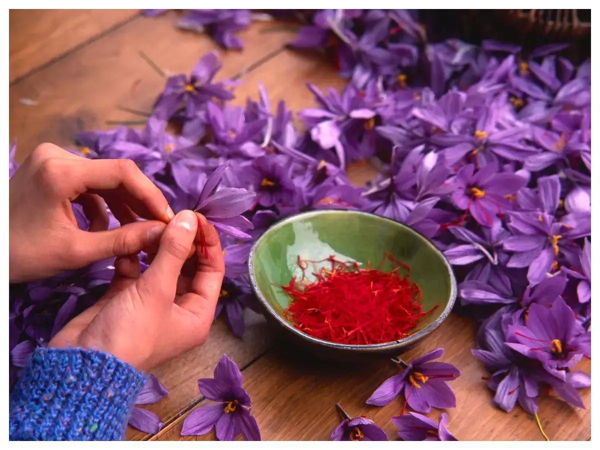 6 lesserknown facts about Saffron