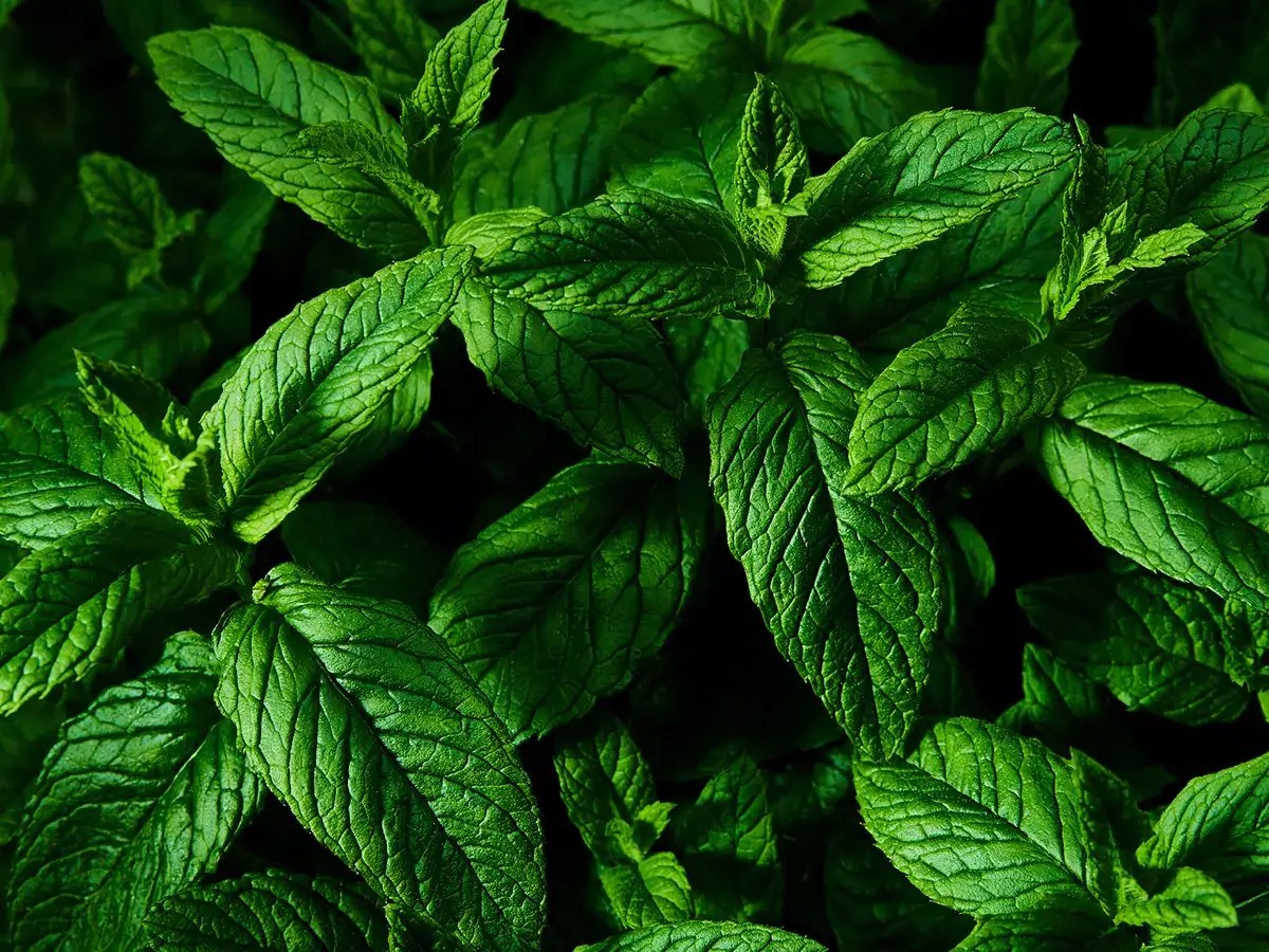 How is peppermint made How to use it as a kitchen remedy for common