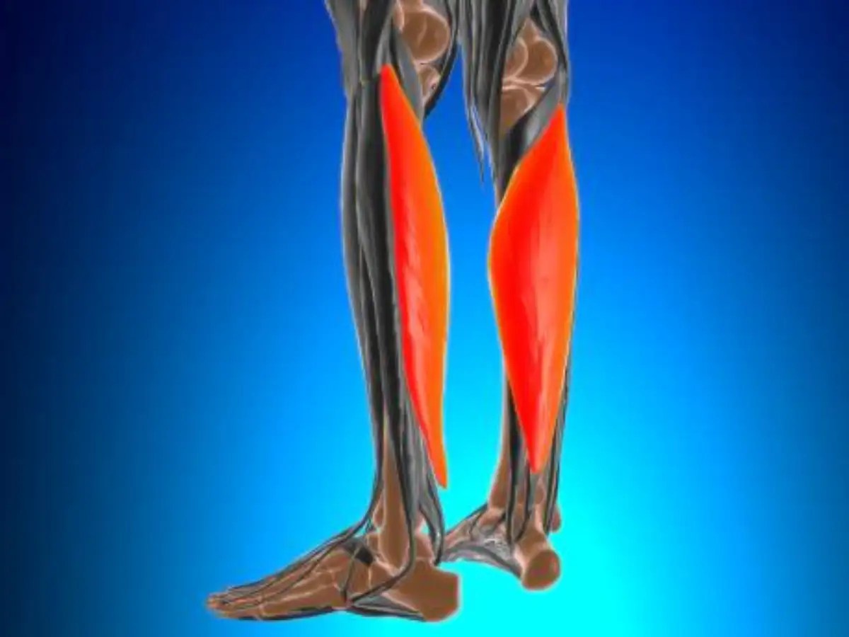 Exercises to strengthen the soleus muscle (one of the potential muscles
