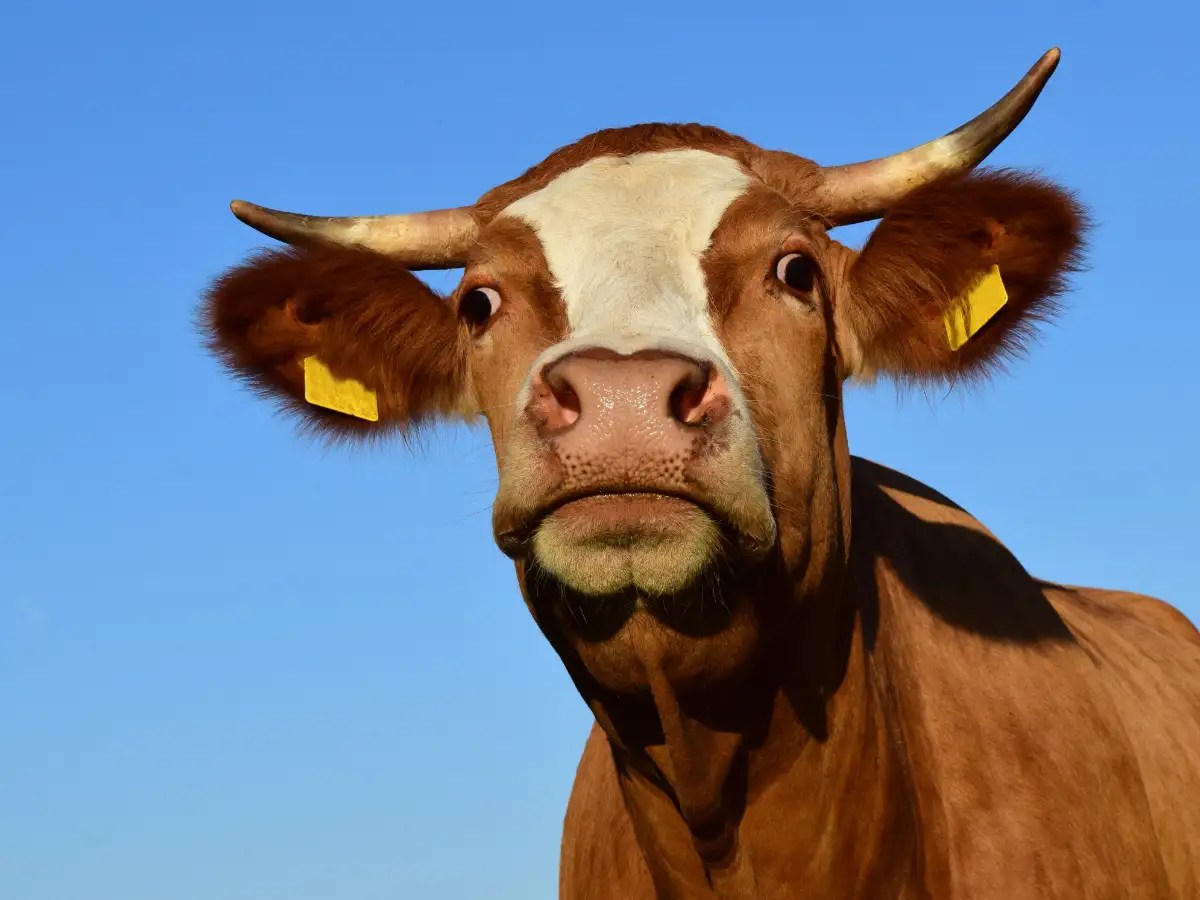 Mad Cow Disease In Humans Symptoms