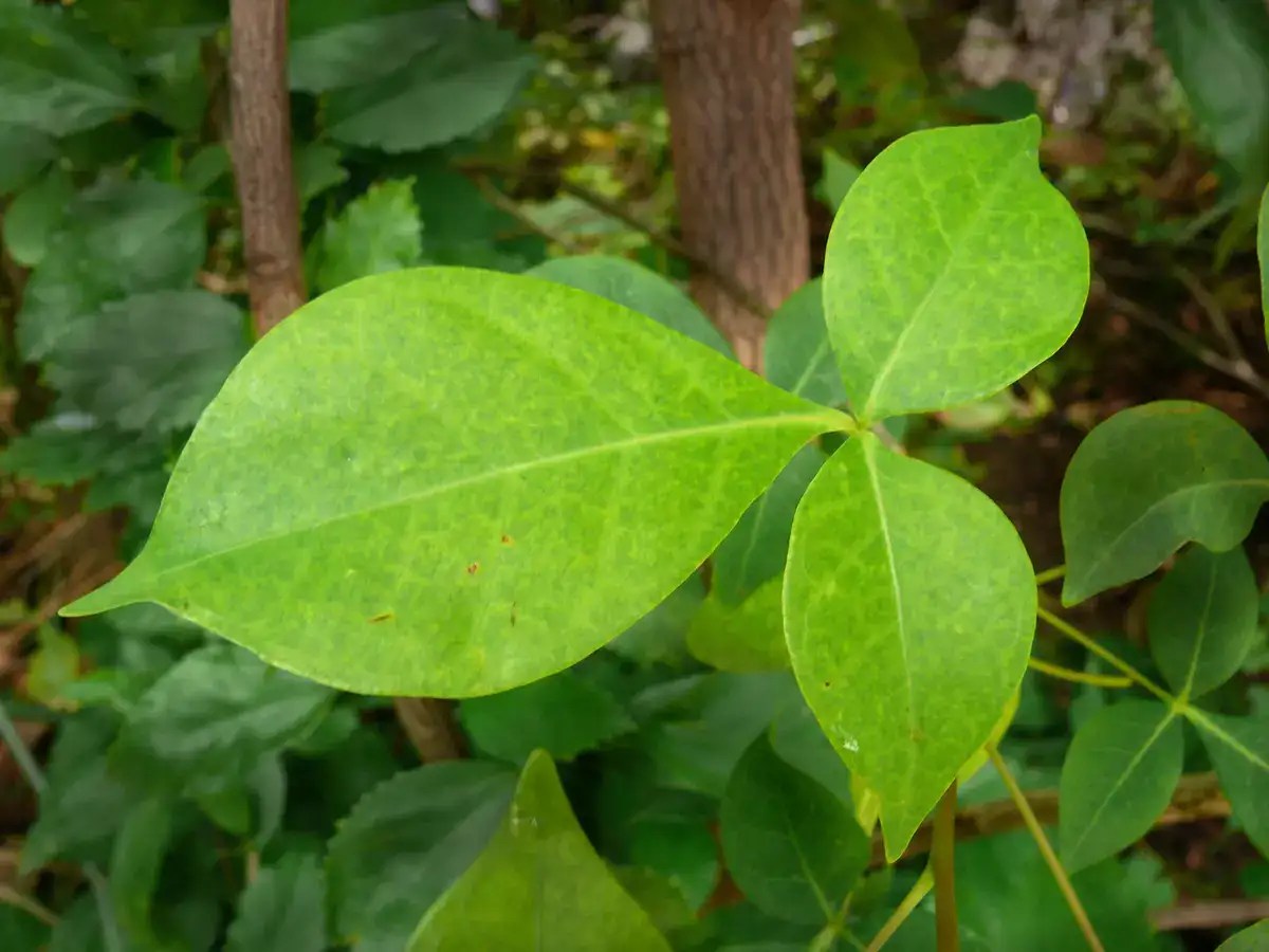 This is why you must have Bael Patra in summers daily