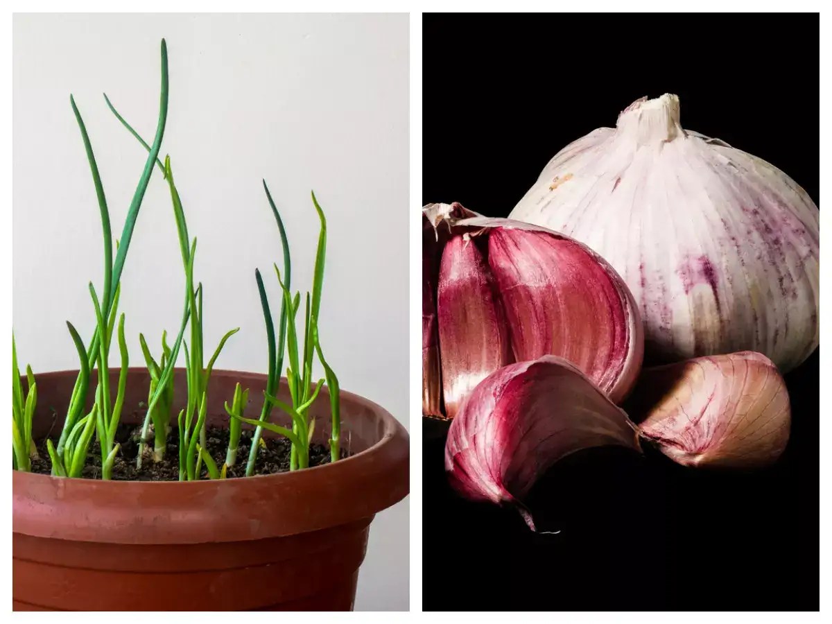 The easiest way to grow garlic in your kitchen