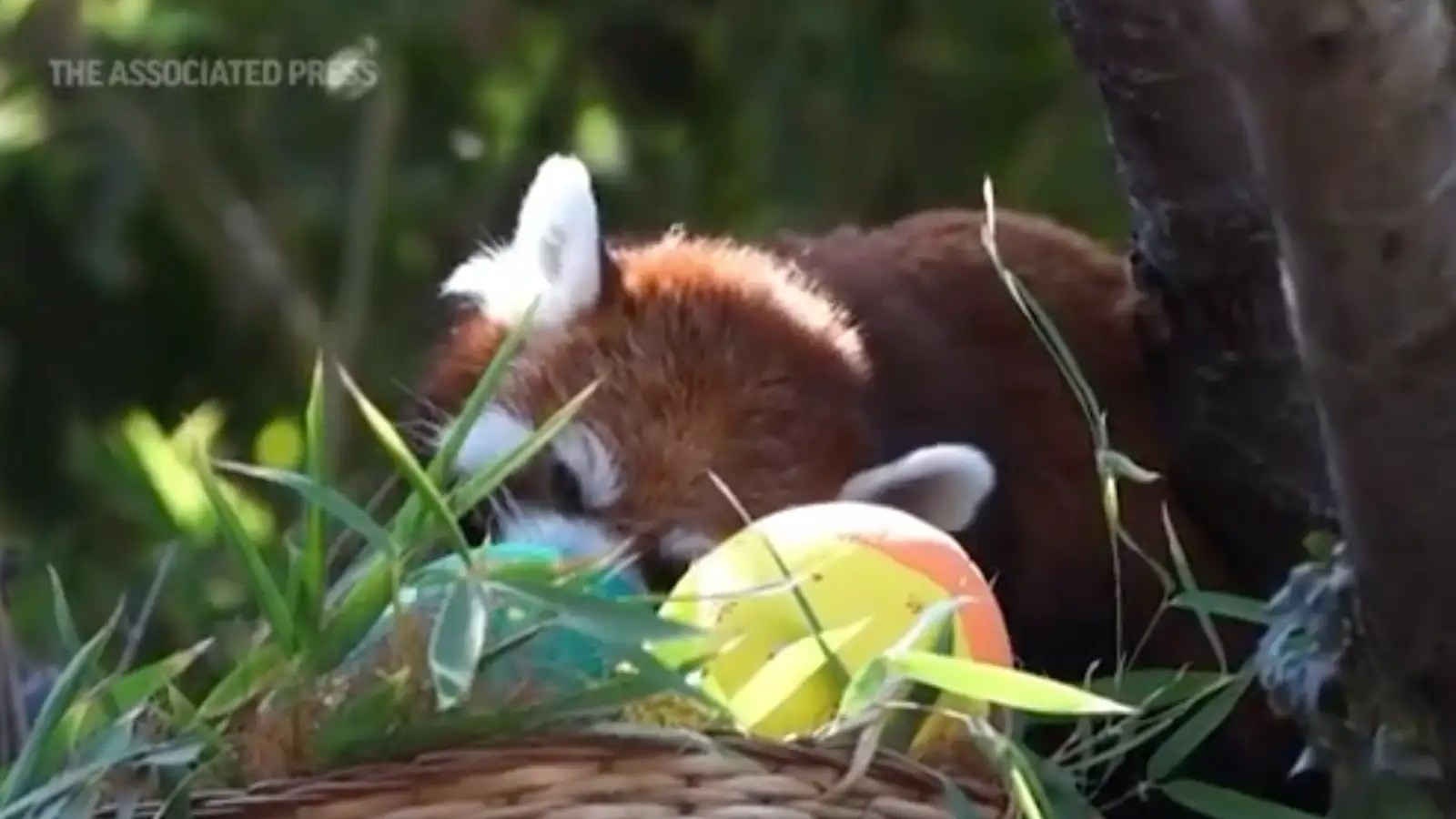 easter Zoo animals hunt for Easter eggs in Chile
