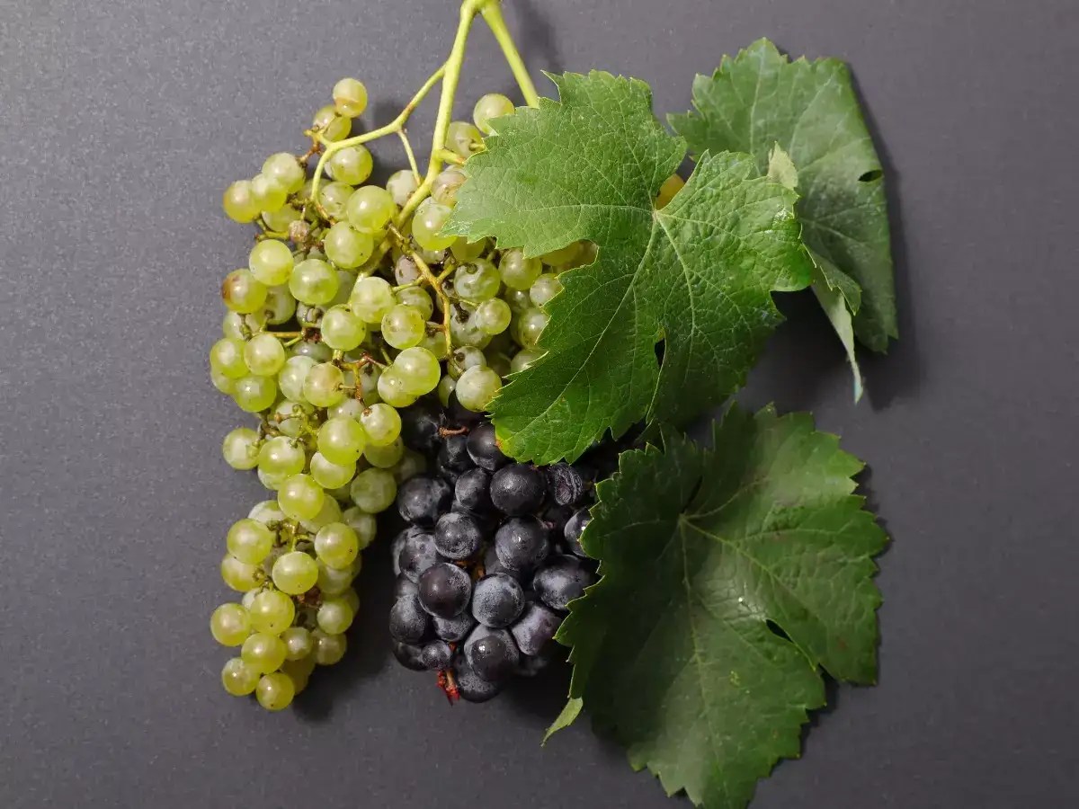 Incredible Compilation of 999+ Stunning 4K Grape Images