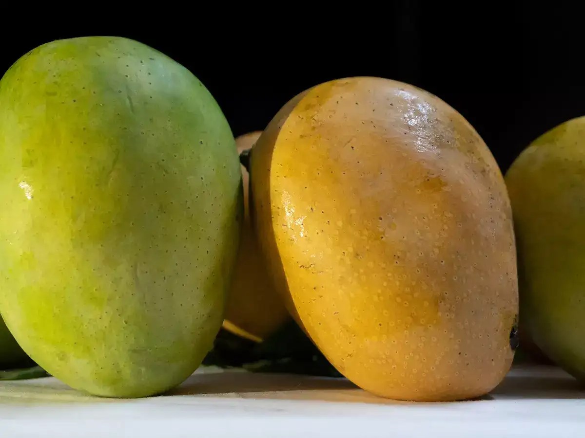 Why are sweets always prepared using Himsagar mango The Times of India