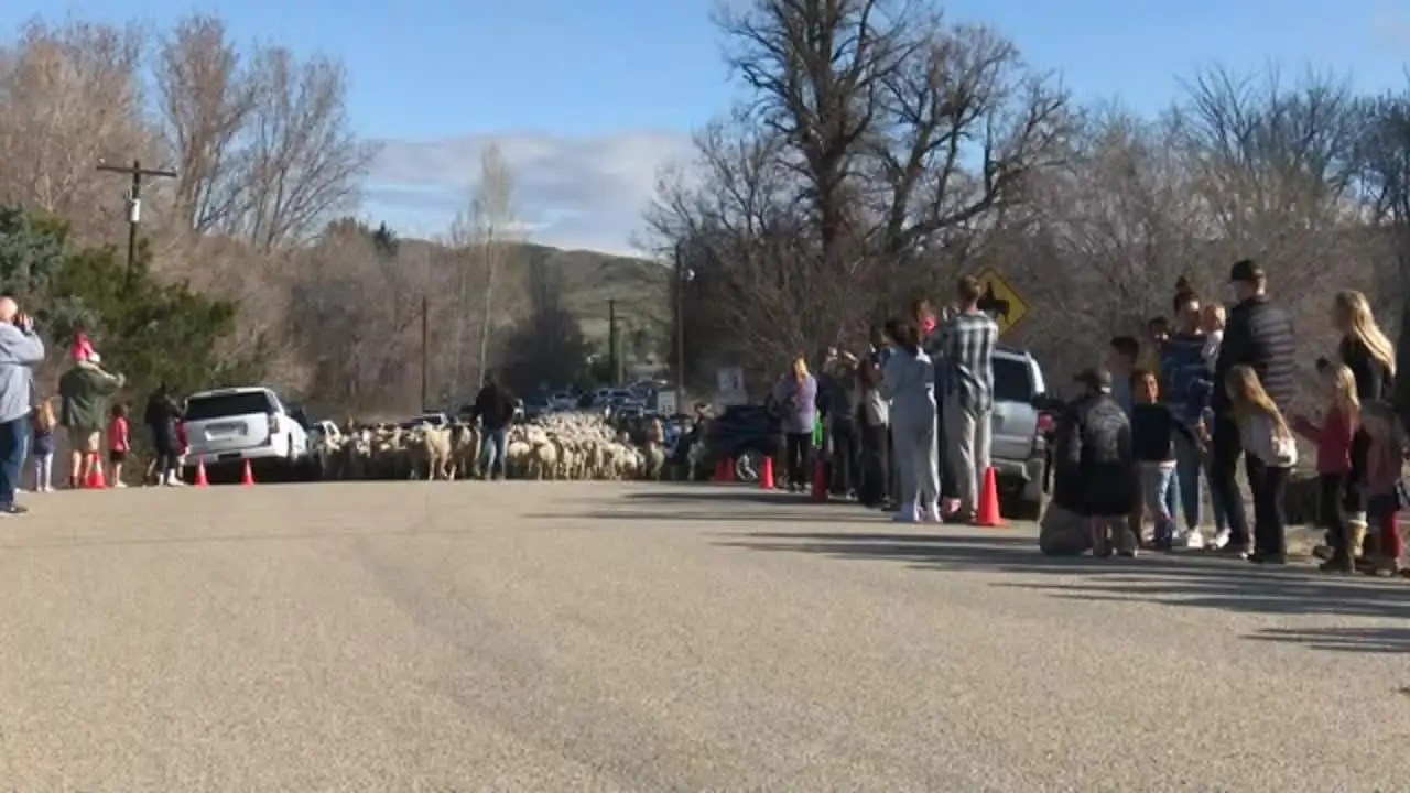 Massive flock of sheep crossing highway draws crowd in Idaho, US