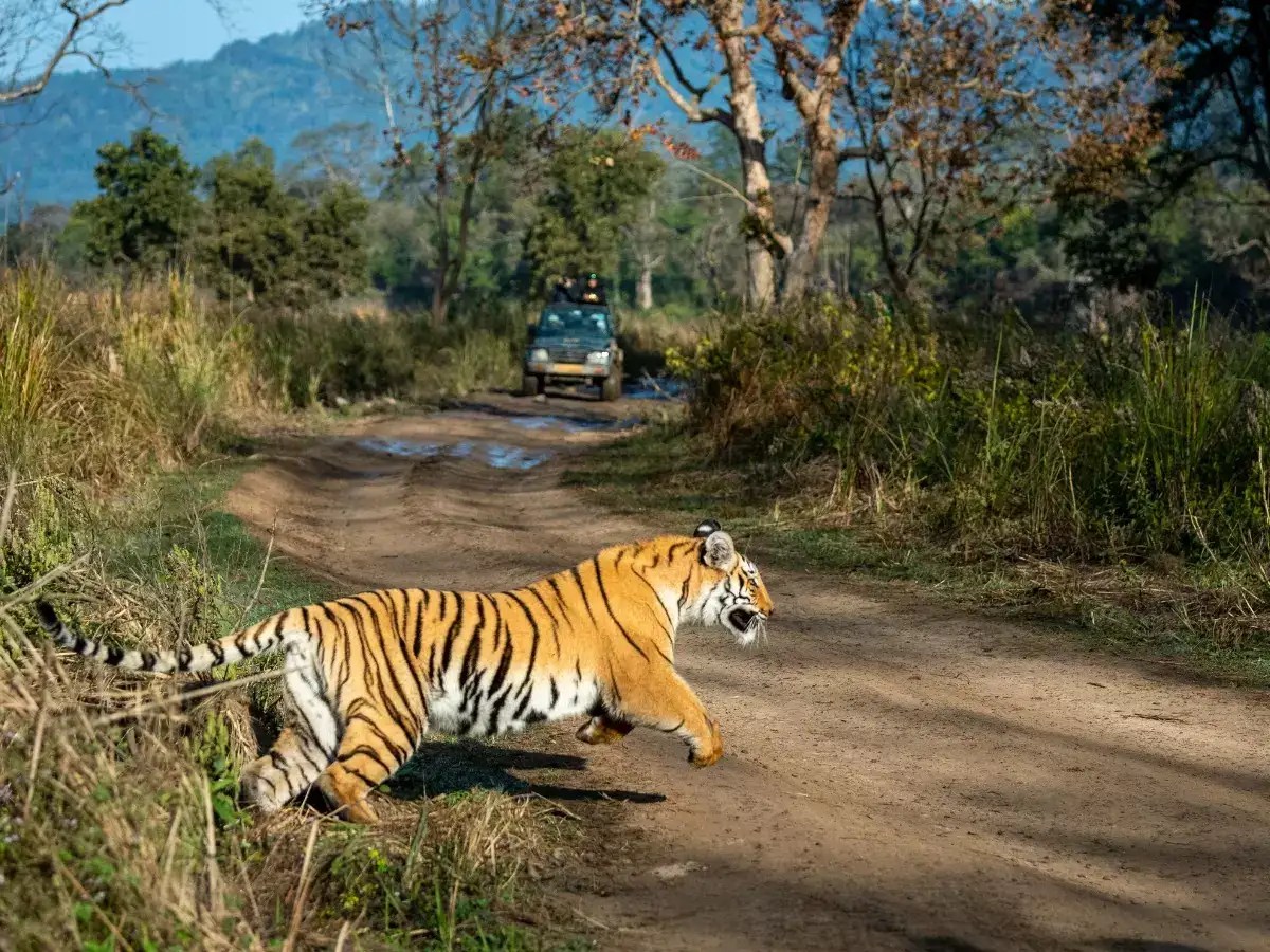 Sachin Tendulkar’s wildlife adventure at Jim Corbett National Park’s