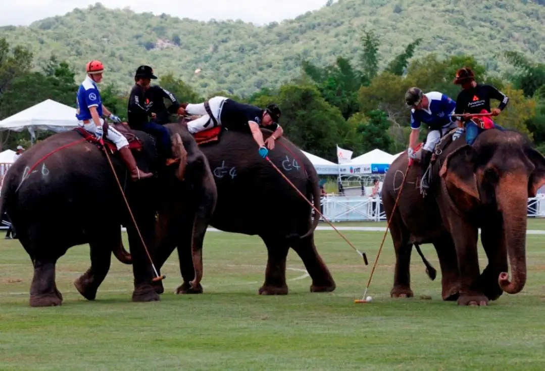 Elephant polo Jaipur Get the Detail of Elephant polo on Times of