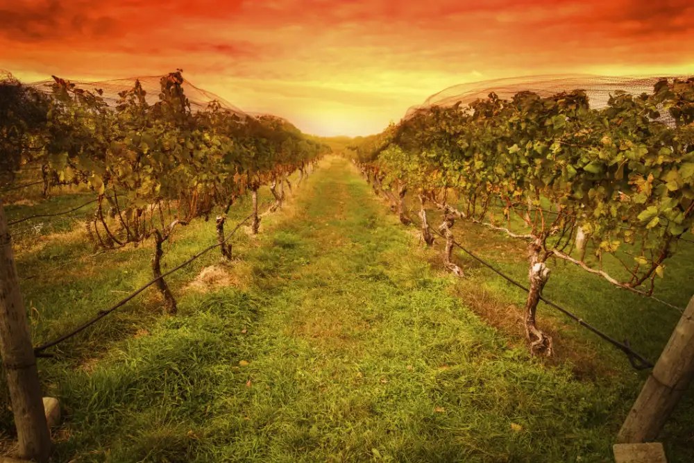 Sula Vineyards, Nashik Times of India Travel