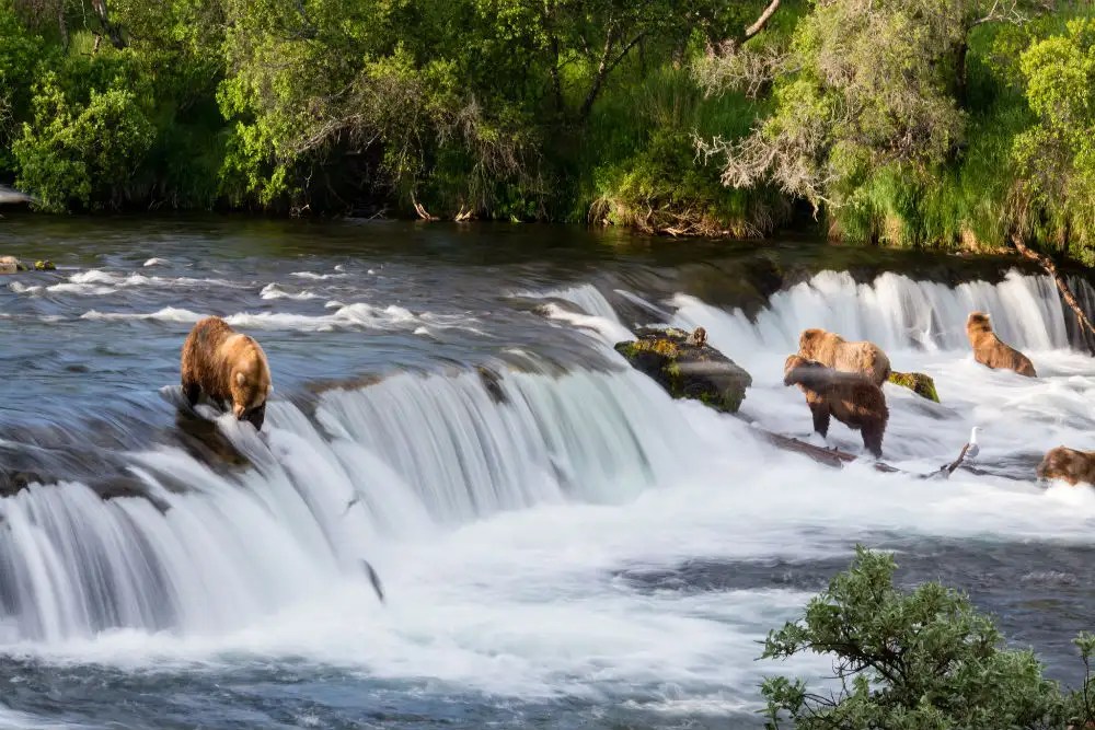 The Salmon Fishing Bears Of Brooks Falls, Katmai National Park, Alaska Times of India Travel