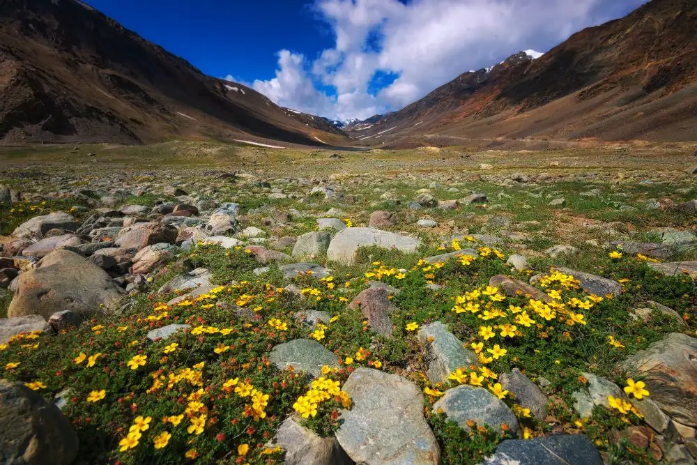 Your complete guide to the Valley of Flowers & Hemkund Sahib