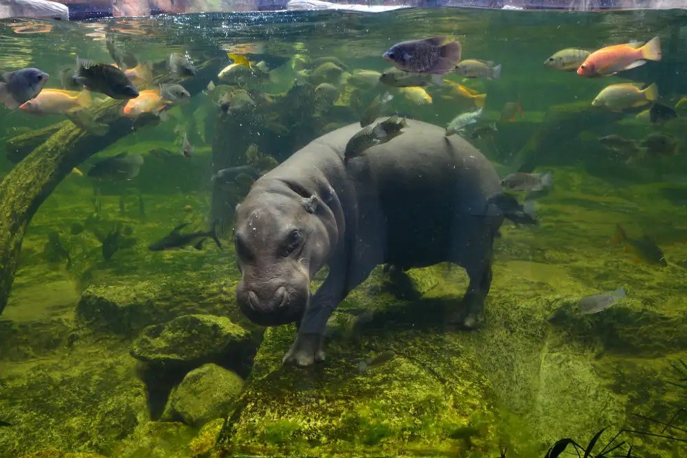 Mindblowing things to do in Pattaya that you must cross off your