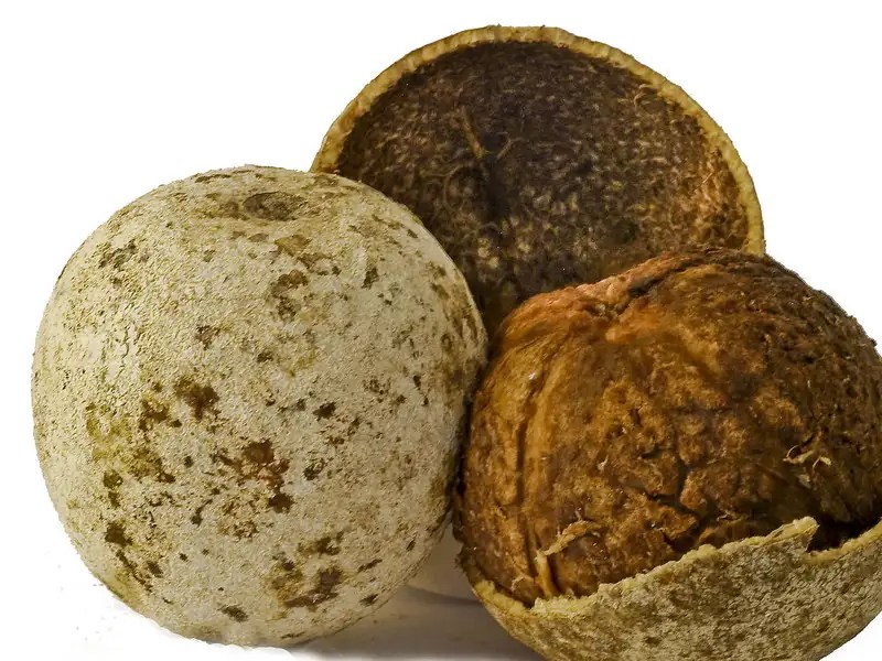 12 fantastic facts about bael or wood apple that makes it the best