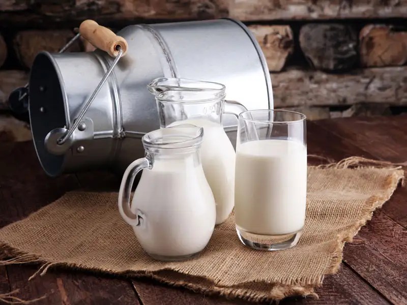What is the difference between cow milk and buffalo milk