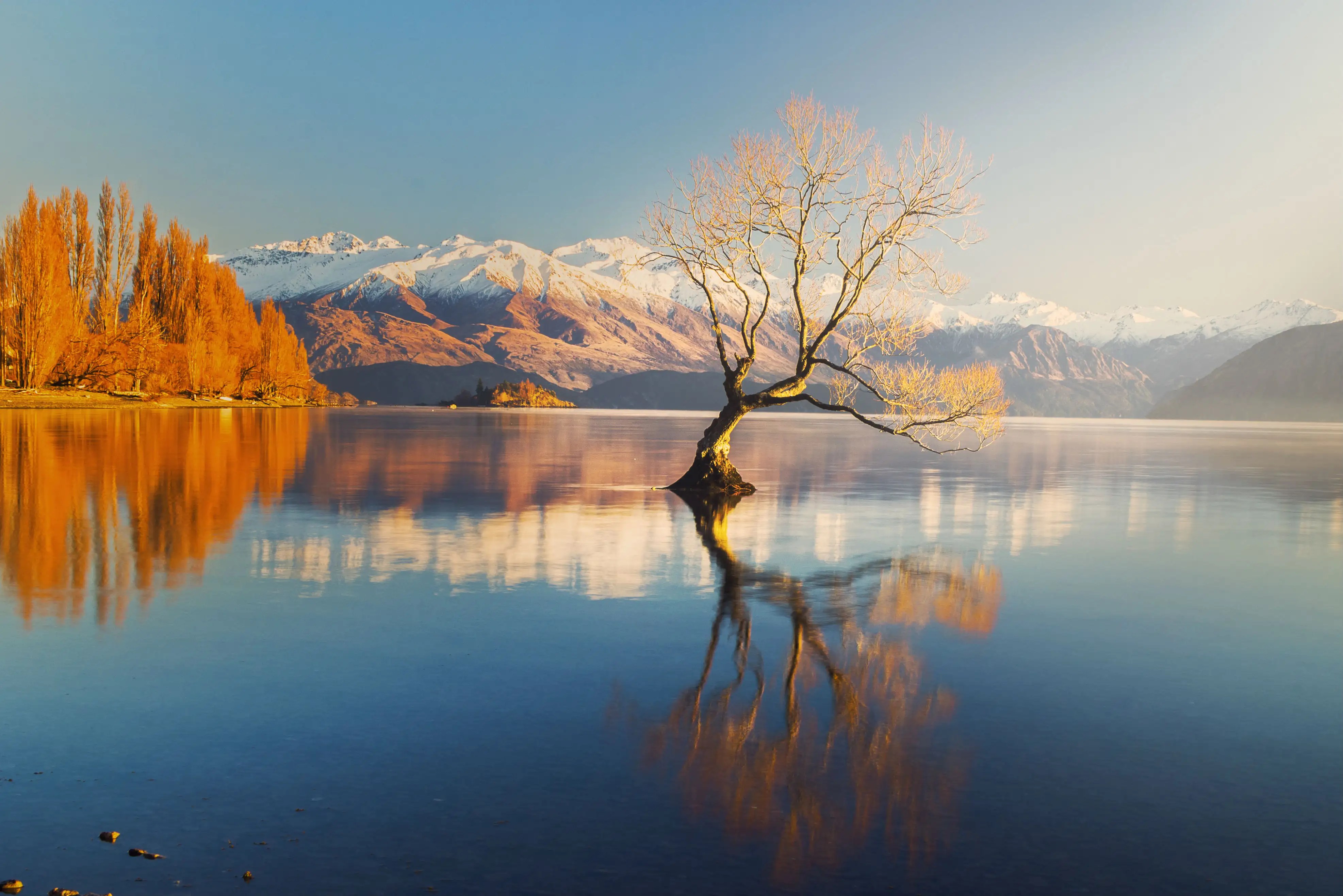 The lone tree of Wanaka Lake—in pursuit of the perfect picture Times