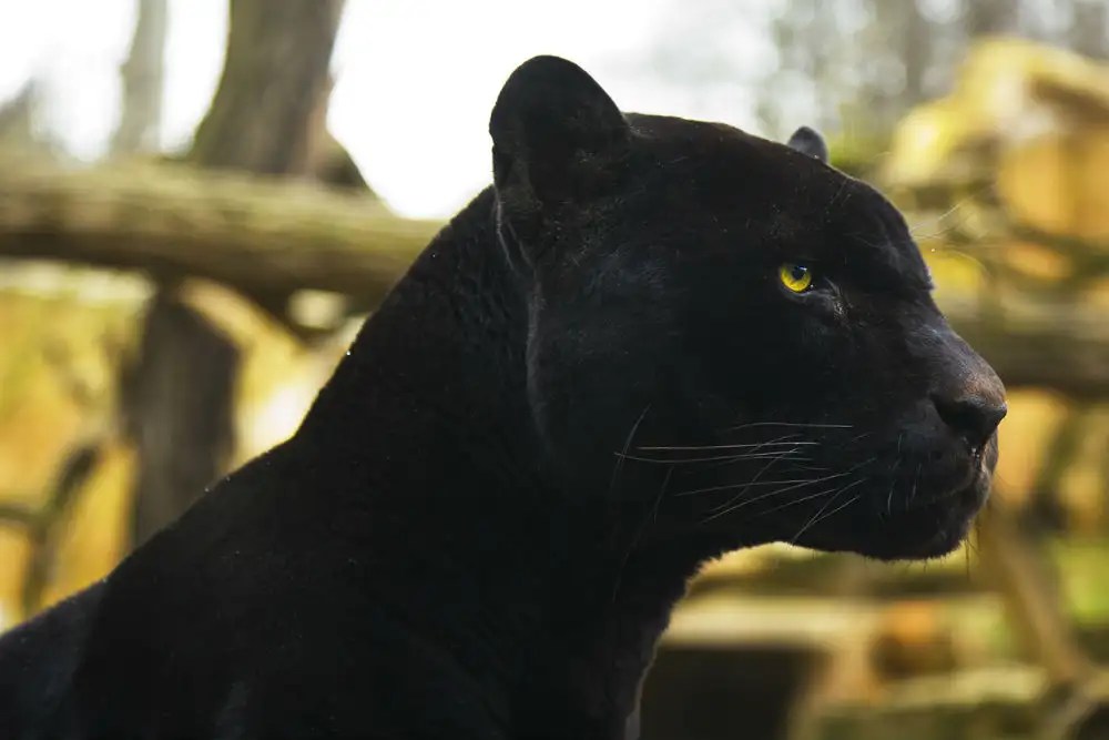 Rare black panther spotted in Karnataka’s Kabini forest; pictures gone
