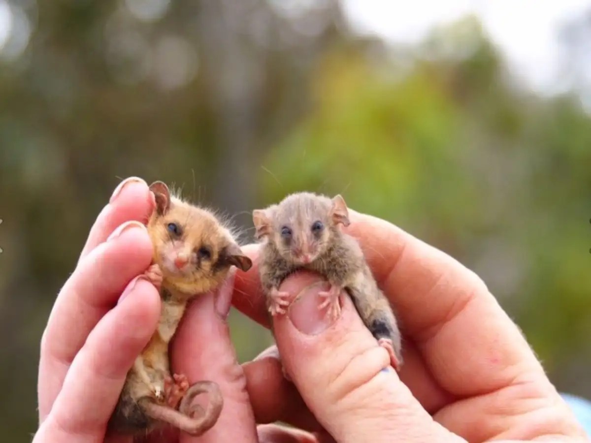 Photos of Australia's cute pygmy possums Times of India Travel