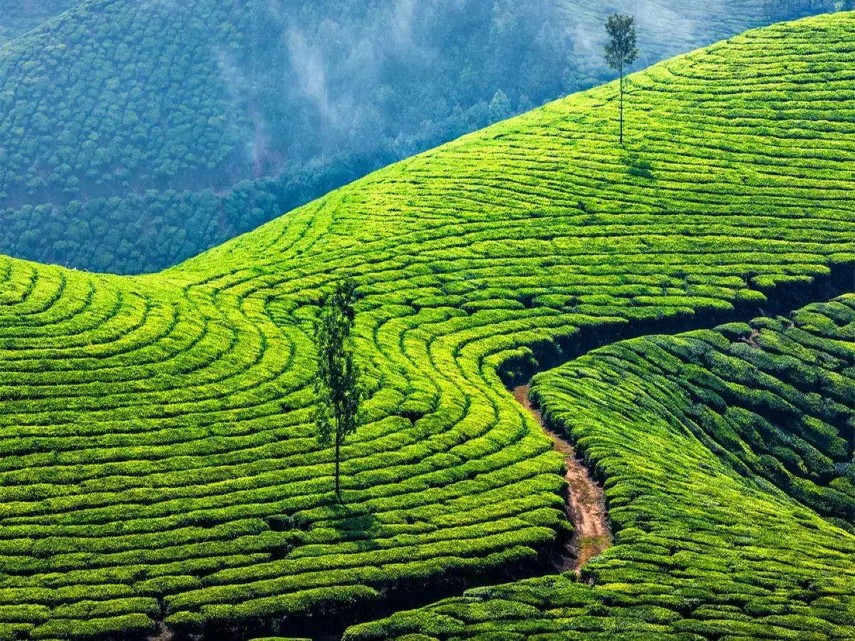 Munnar A nature lover’s treasure trove Times of India Travel