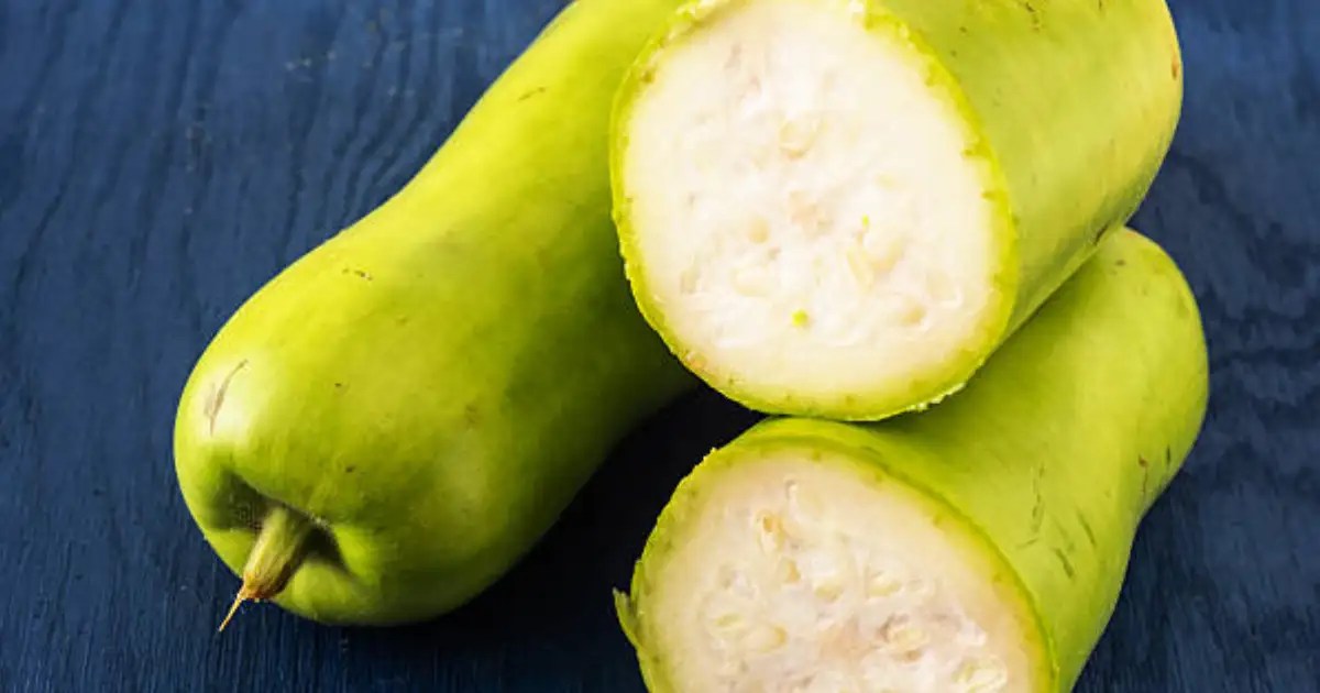 Explainer Bottle gourd poisoning is a fact; know how this humble