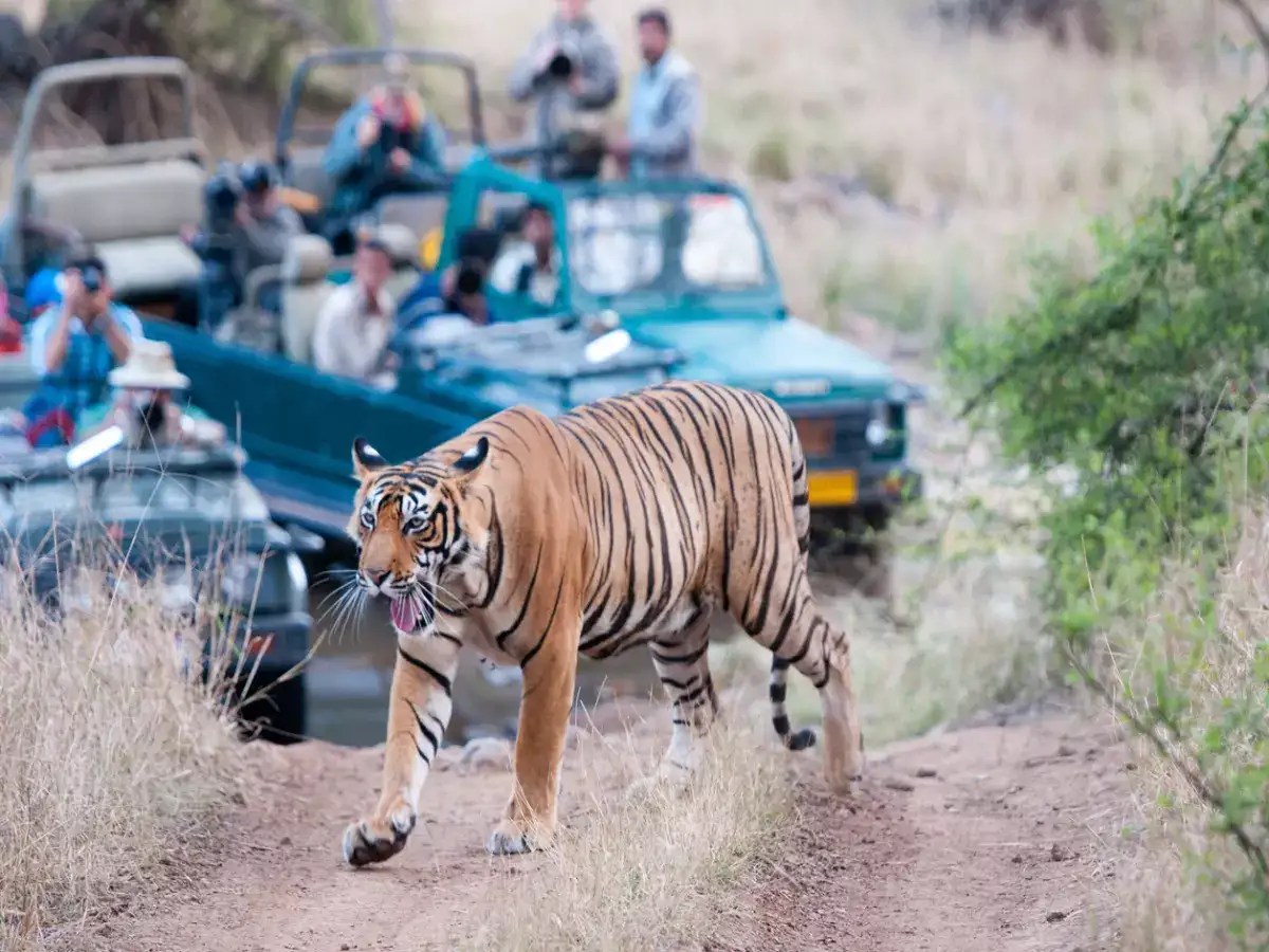 Best tiger reserves in India Times of India Travel