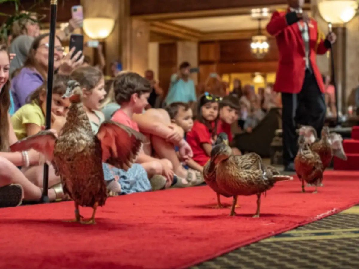 Visit this unique hotel to see ‘Peabody Ducks’, the hotel’s permanent