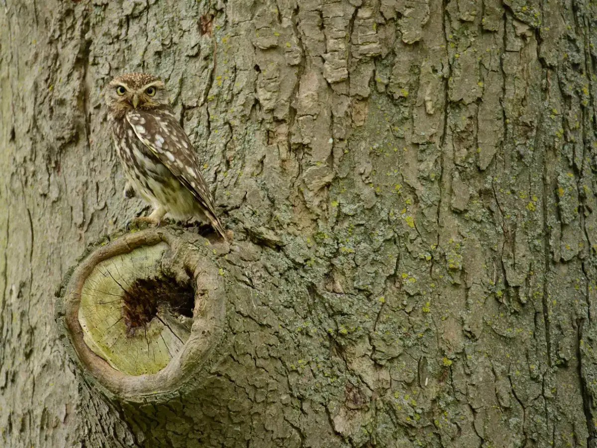Jungle Spotting Can you spot these owls, the masters of camouflaging