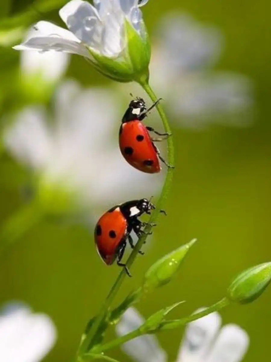 Male vs Female Ladybugs Key Differences Times Now