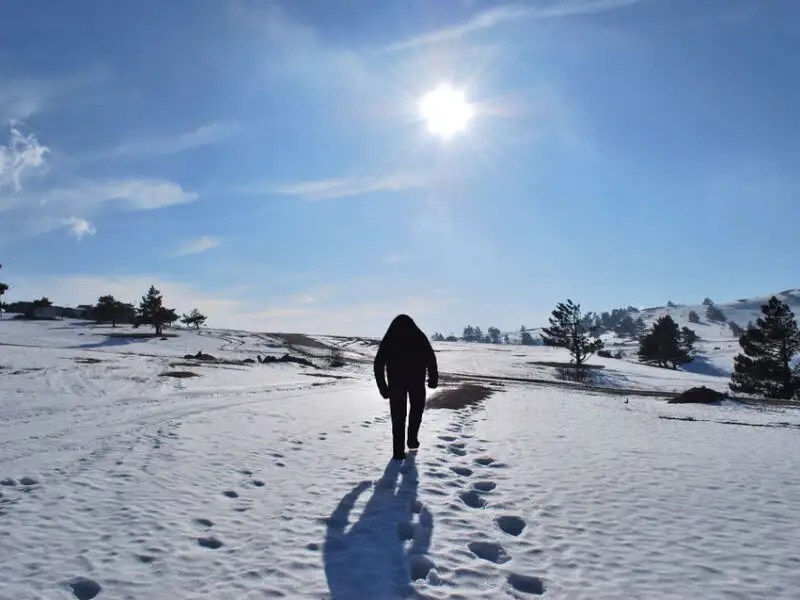 Are Yetis real Yeti sightings Times of India Travel