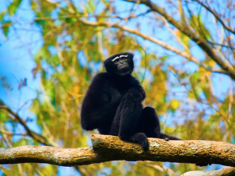 Hoollongapar Gibbon Sanctuary, where you can spot India’s only ape