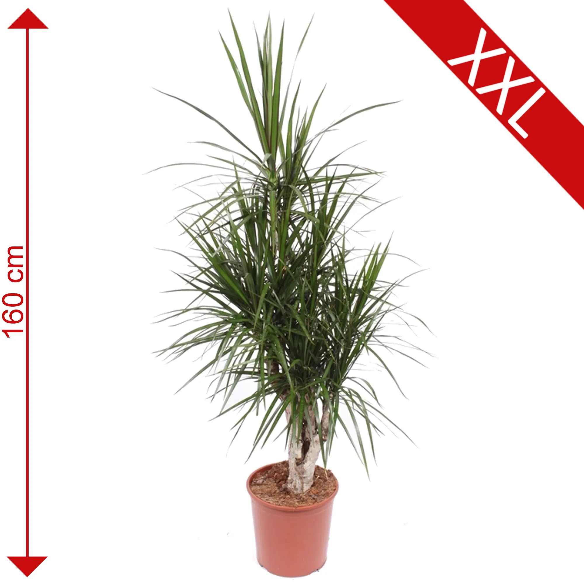 toom XXLDrachenbaum 30 cm Topf ǀ toom Baumarkt