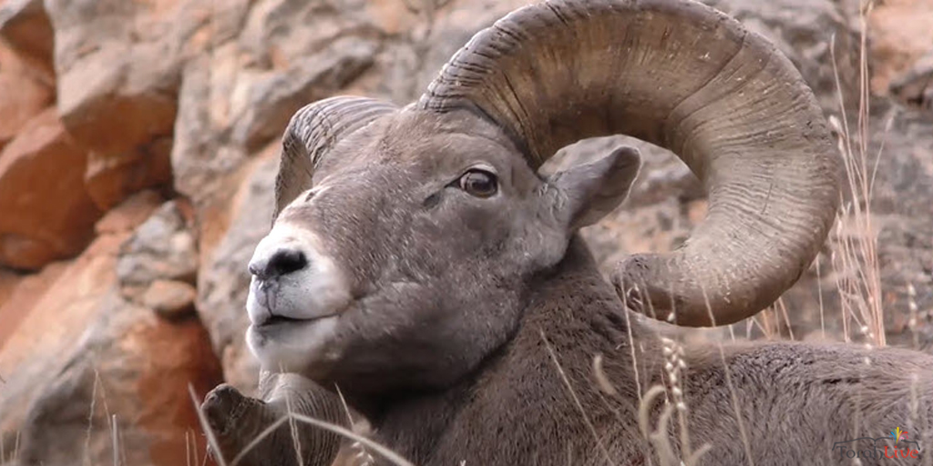 Rosh Hashanah Torah for Kids