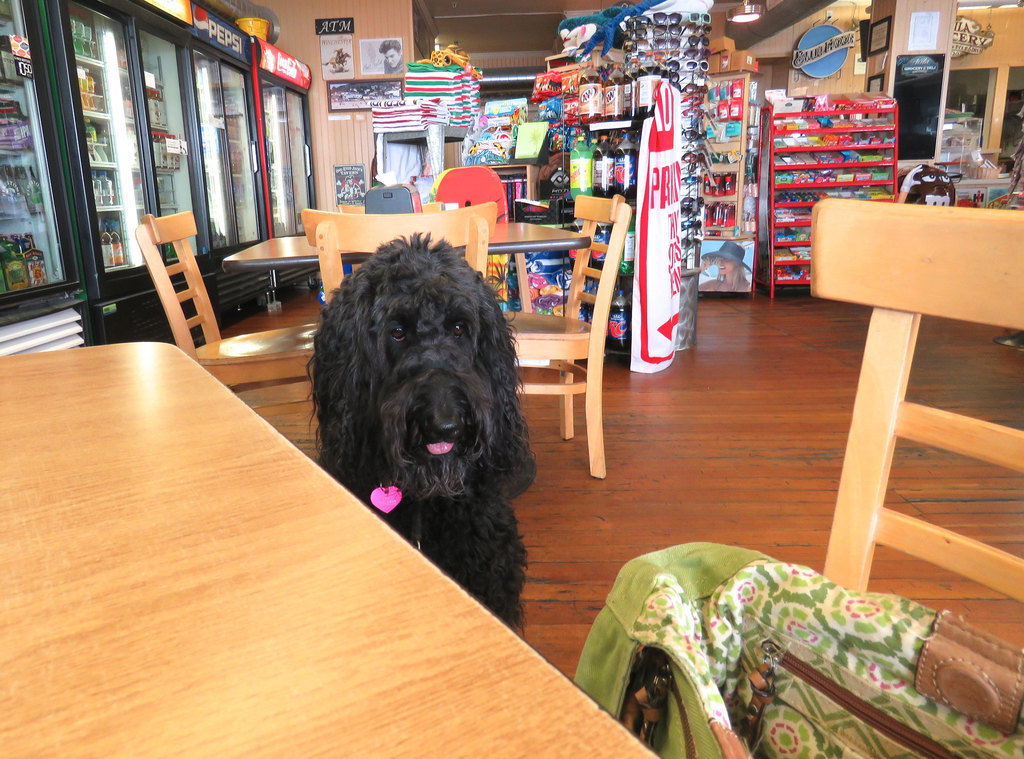 Top 10 Dogfriendly Restaurants In Nashville, Tennessee Trip101