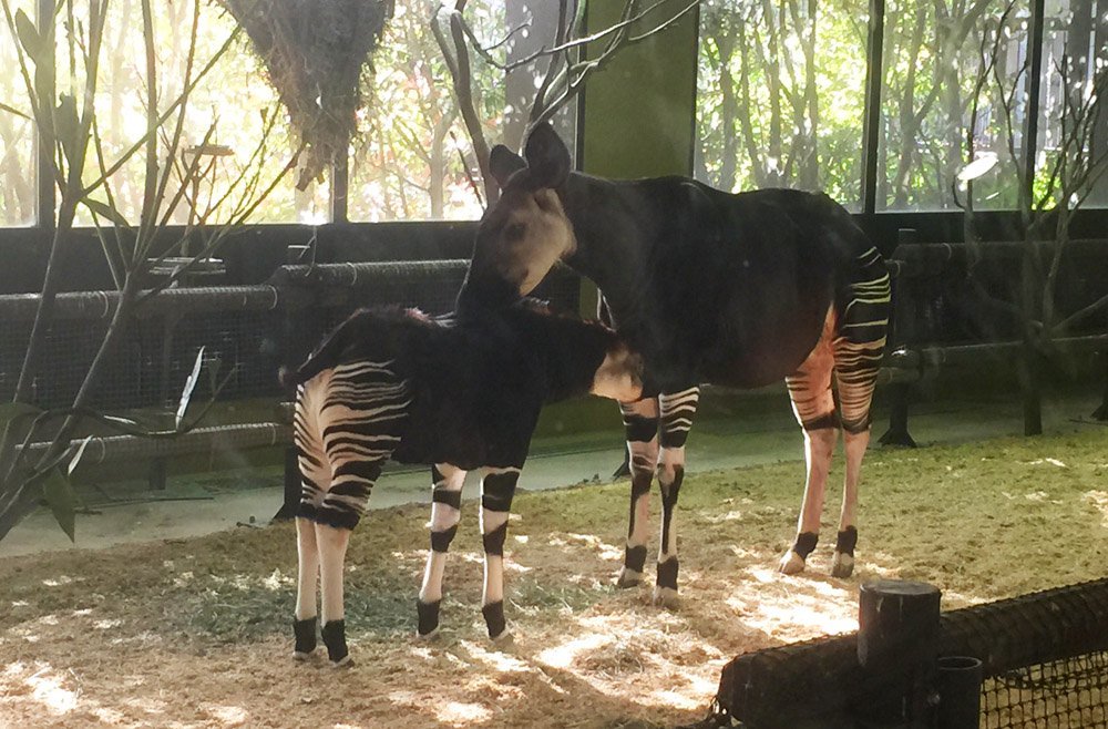 See Endangered Okapis At Zoorasia, Kanagawa One Of Japan's Trip101