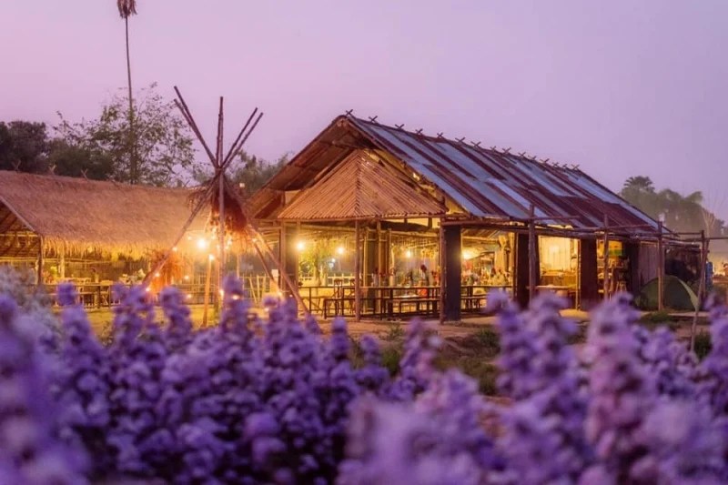9 Best Flower Fields in Thailand That Will Make Your Jaws Drop!