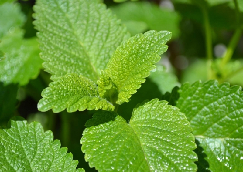 10 Easiest Herbs to Grow Indoors for Beginner Gardeners